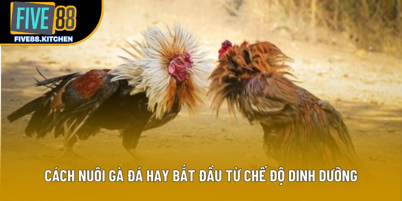 Cách nuôi gà đá hay bắt đầu từ chế độ dinh dưỡng