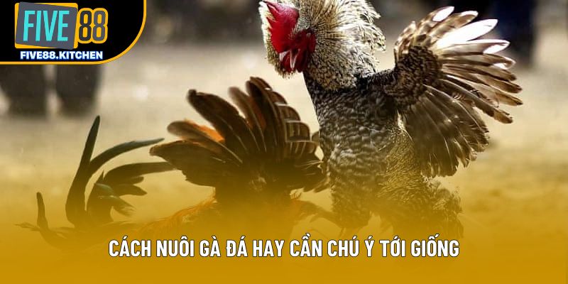 Cách nuôi gà đá hay cần chú ý tới giống
