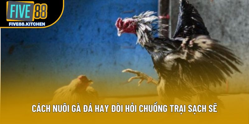 Cách nuôi gà đá hay đòi hỏi chuồng trại sạch sẽ