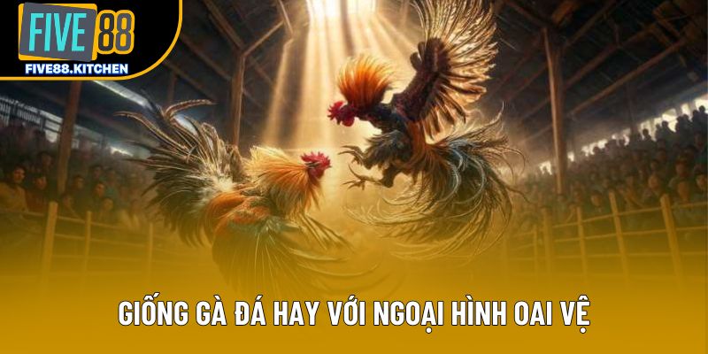 Giống gà đá hay với ngoại hình oai vệ
