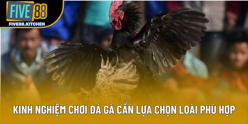 Kinh nghiệm chơi đá gà cần lựa chọn loài phù hợp